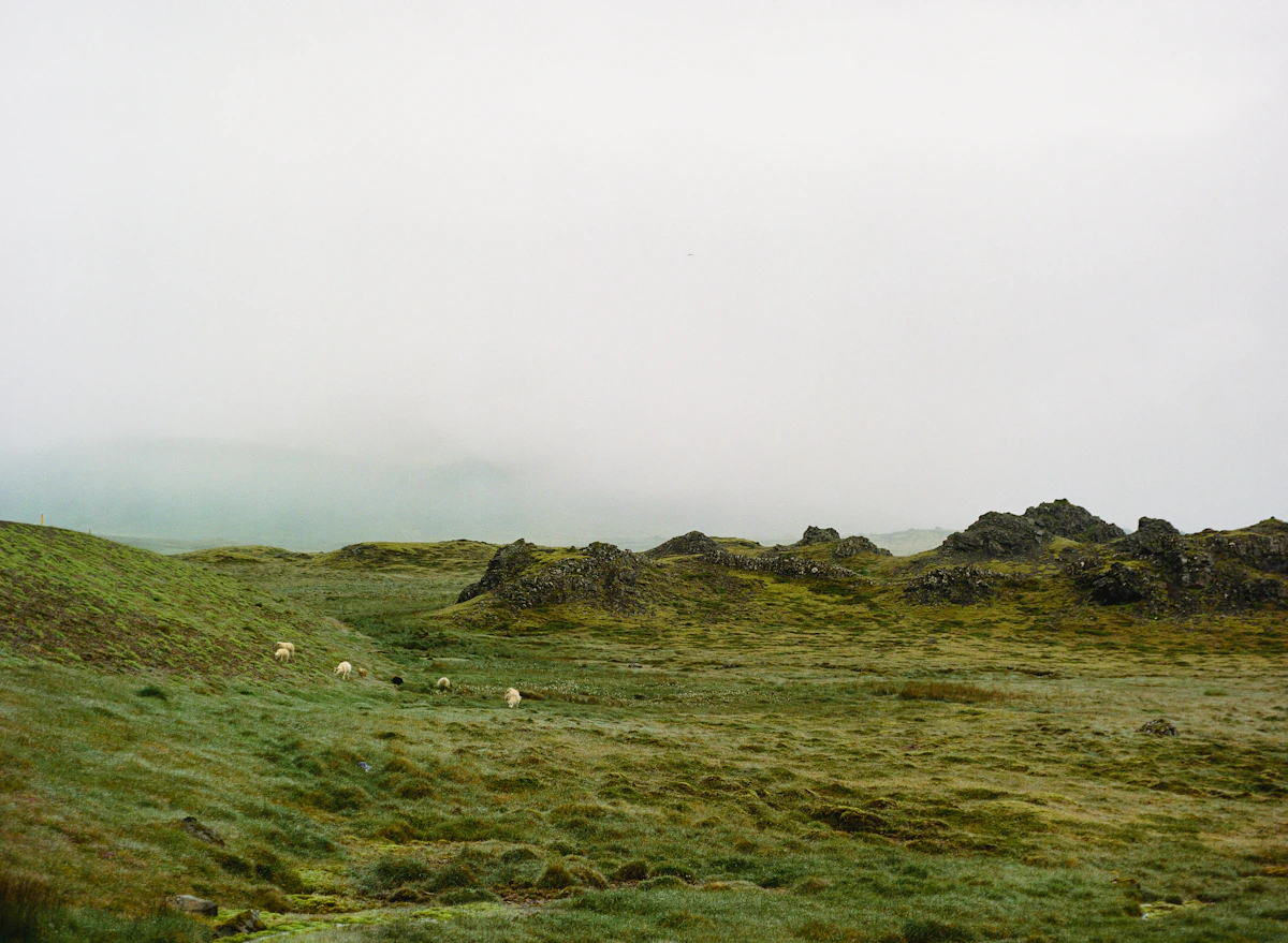Sheep roundup during autumn in Iceland