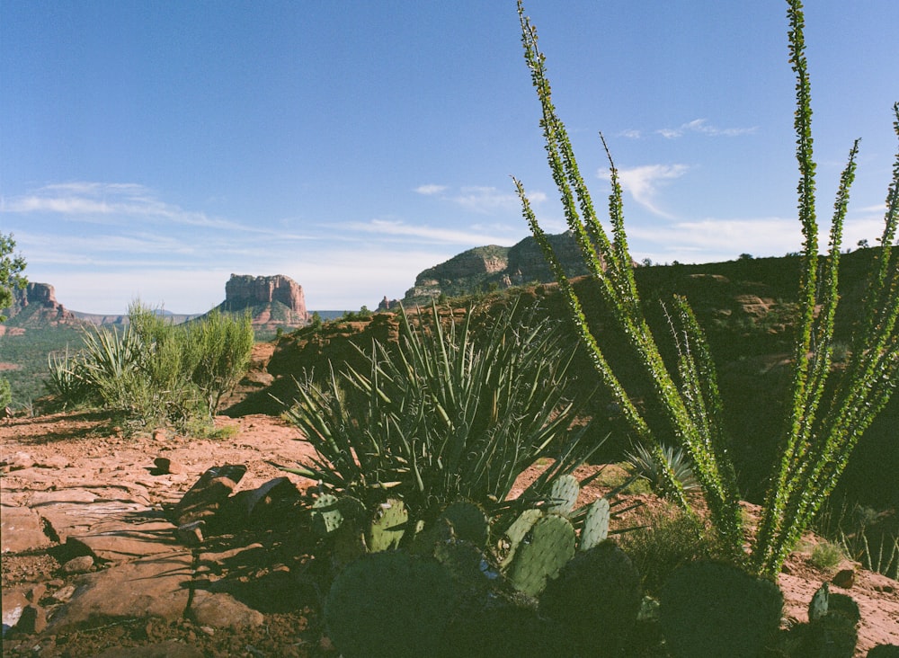 a cactus in the desert with mountains in the background