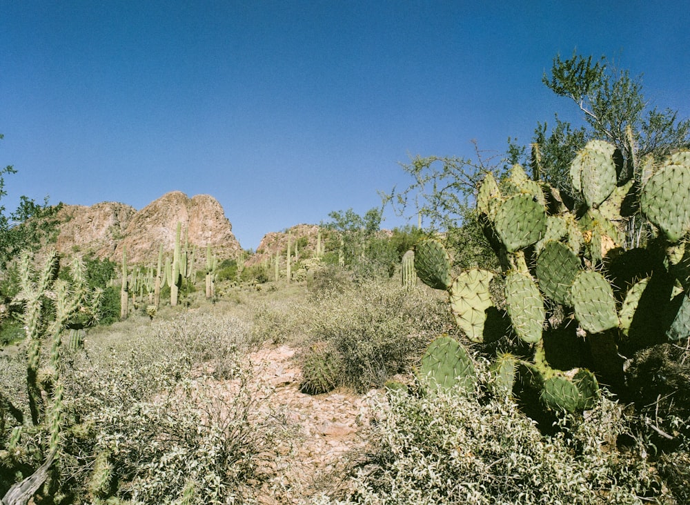 Un cactus dans un champ avec des montagnes en arrière-plan