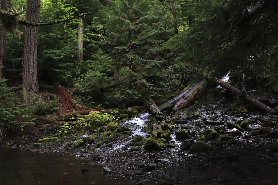 a stream running through a lush green forest,