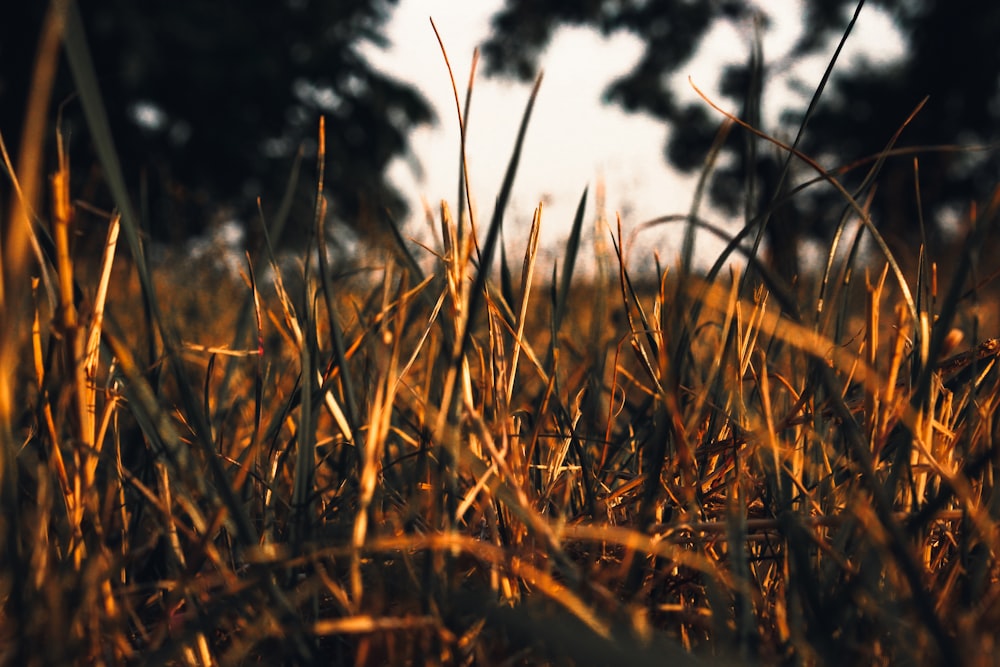 a grassy field with trees in the background