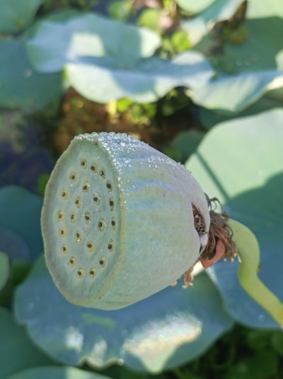 Close-up of fresh makhana seeds being sown in a misty pond at dawn.
