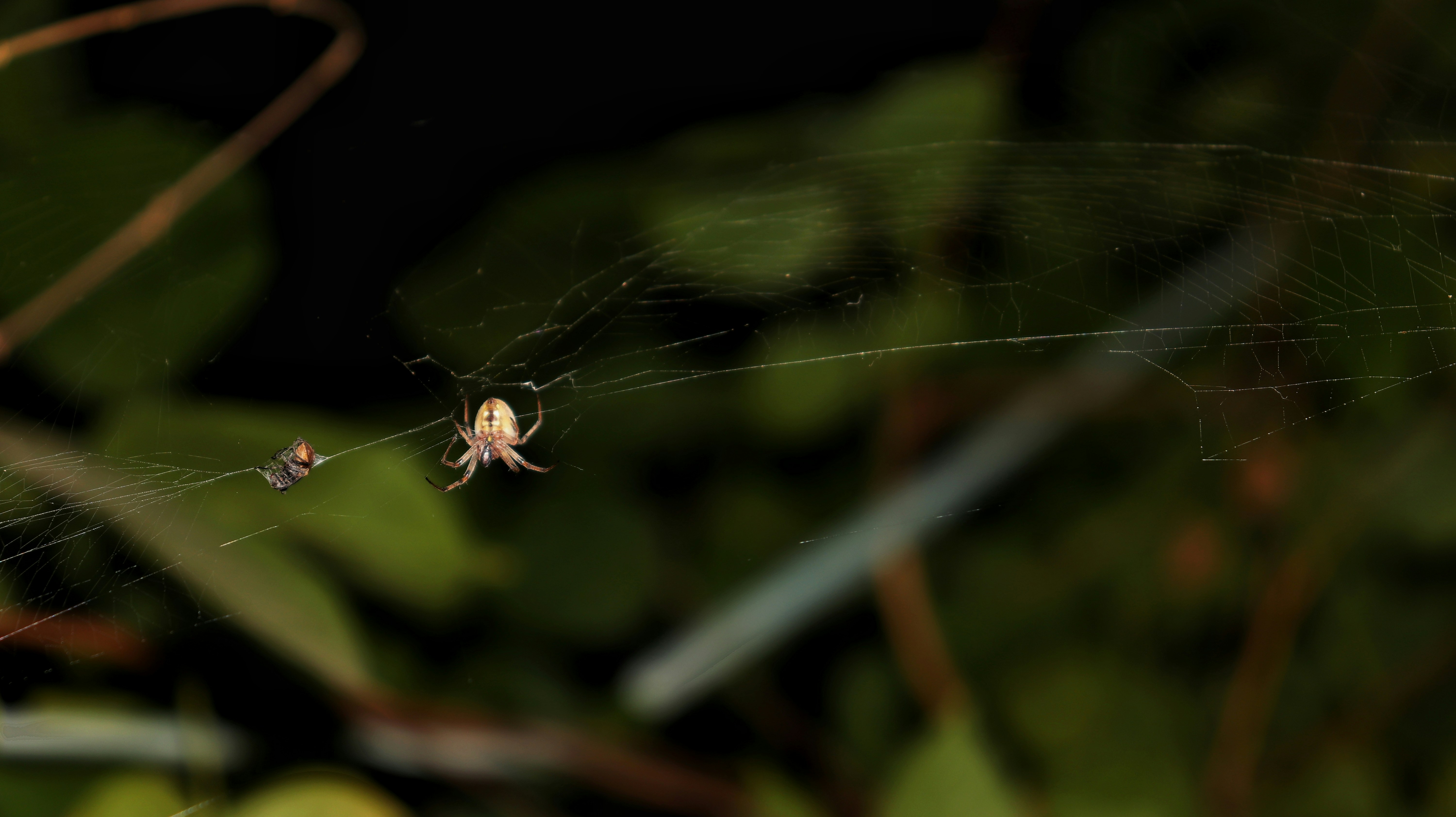 Photo by amaanalamniyazi