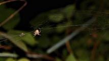 A spider is positioned on its web intricately spun amidst a dark, out-of-focus background of greenery. A small insect is caught in the web nearby, enhancing the predatory nature of the scene.