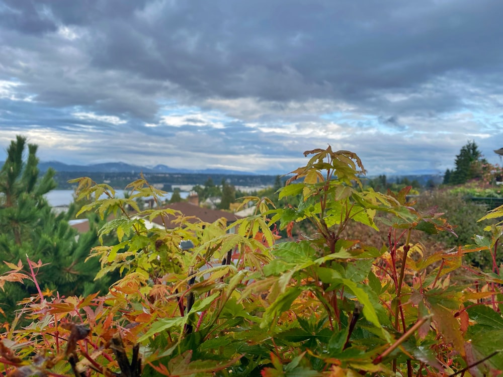 a view of a city from a hill top