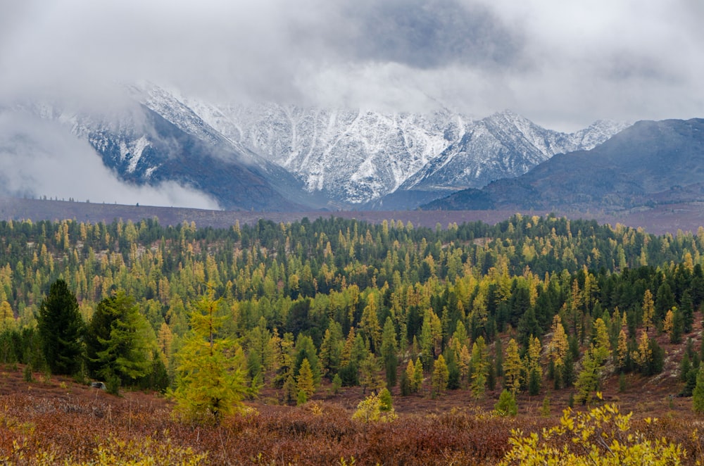 a mountain range covered in snow and trees