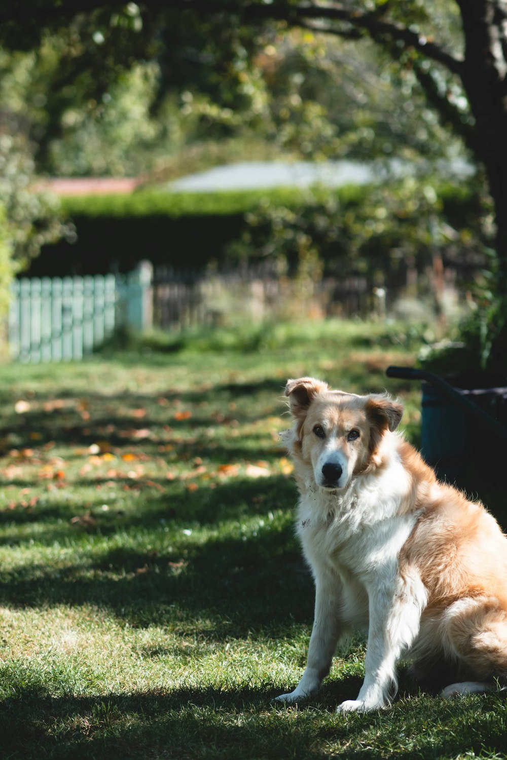 a large brown and white dog sitting in the grass