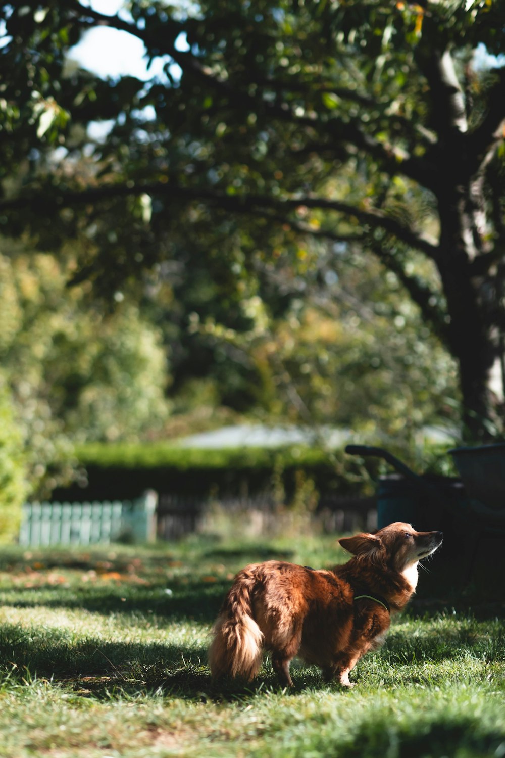 a dog standing in the grass near a tree