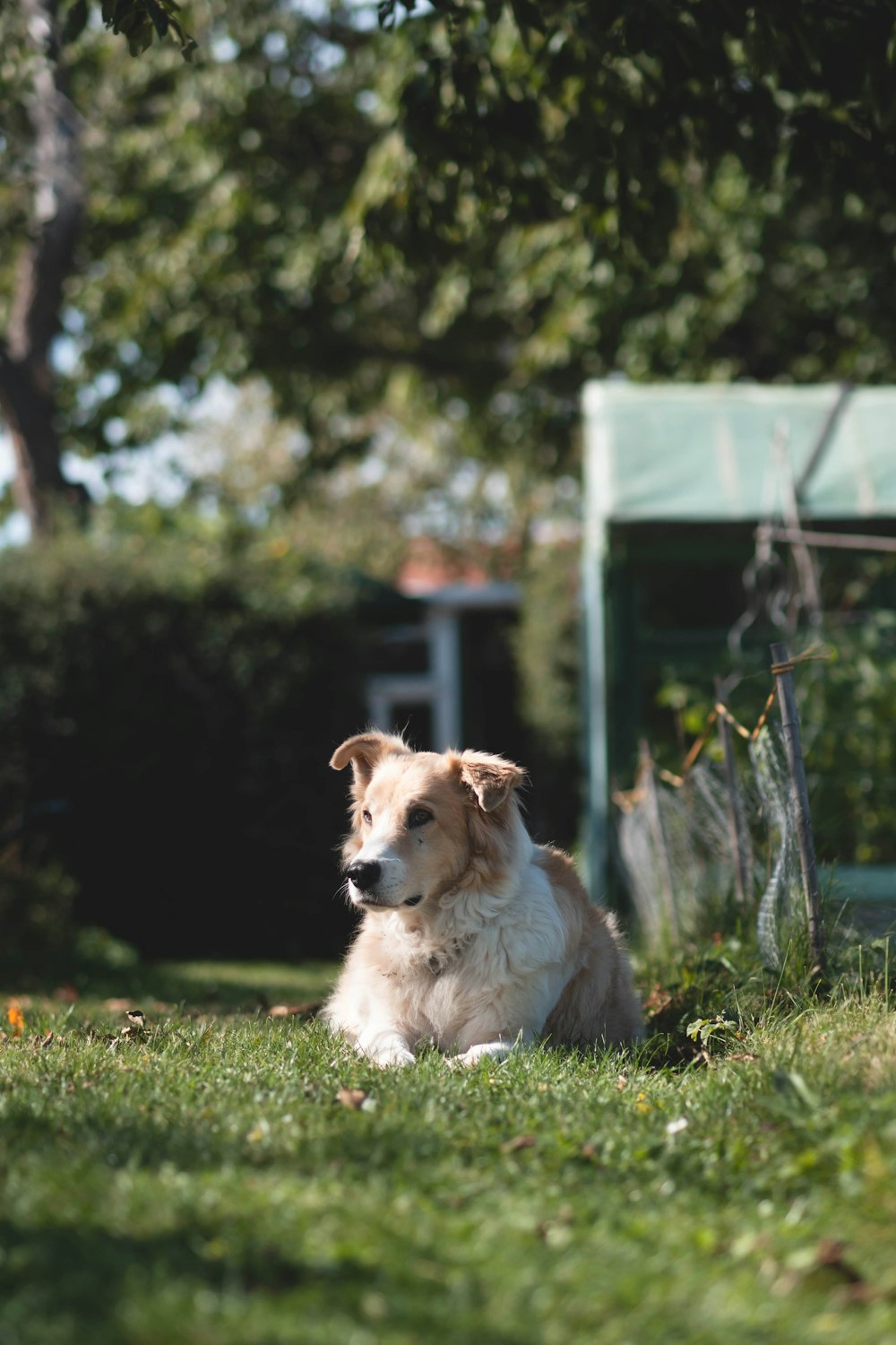 a dog laying in the grass near a fence