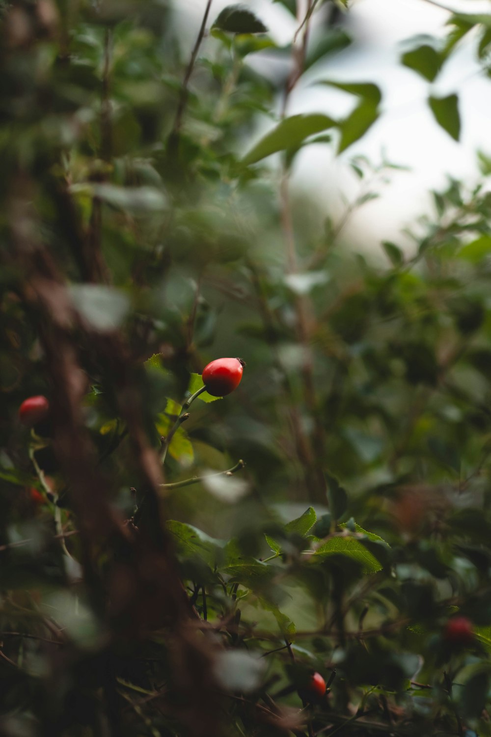 a small red flower sitting on top of a bush