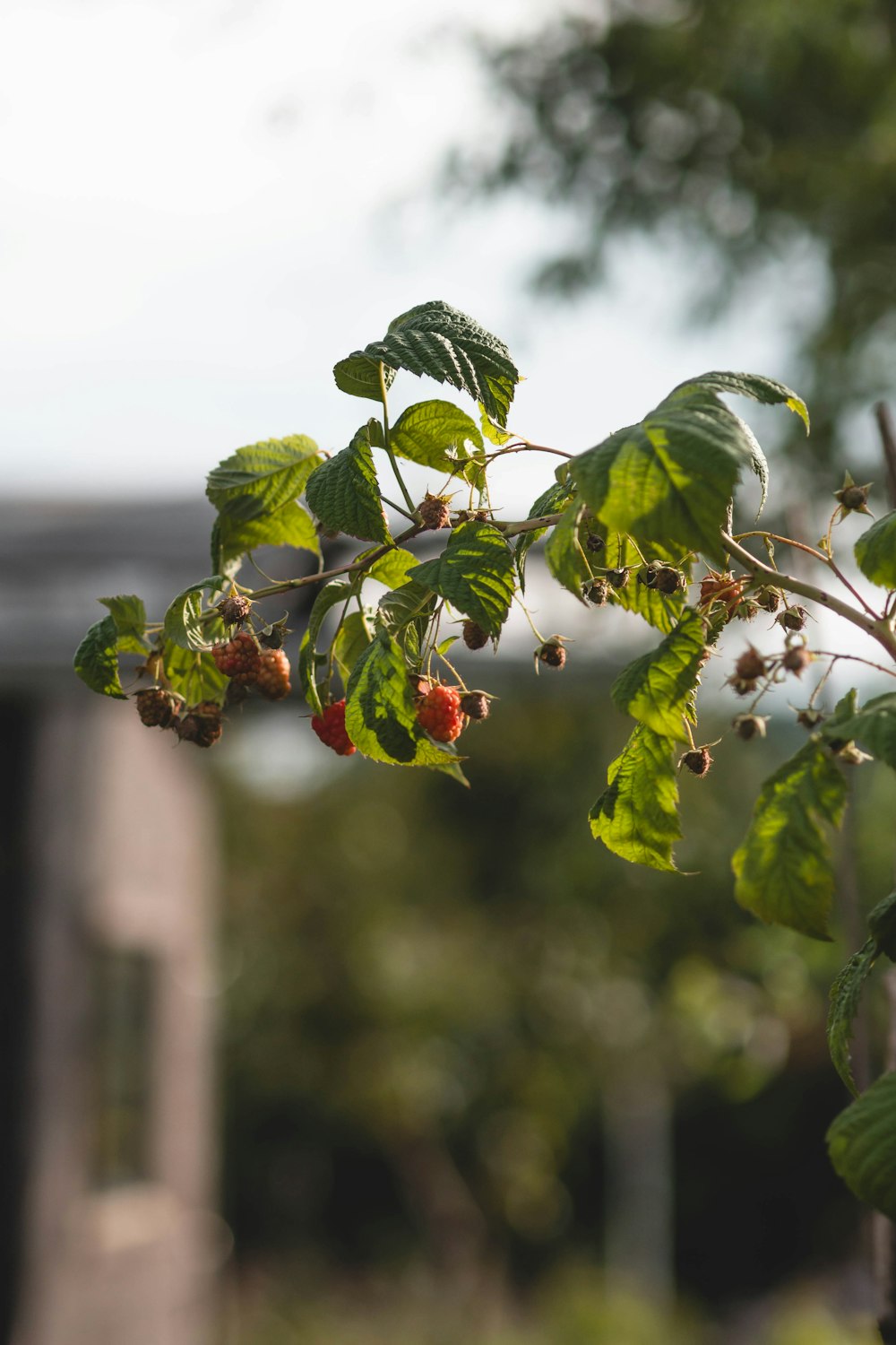 a branch of a tree with berries on it