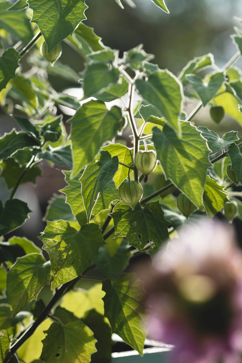 a close up of a plant with green leaves