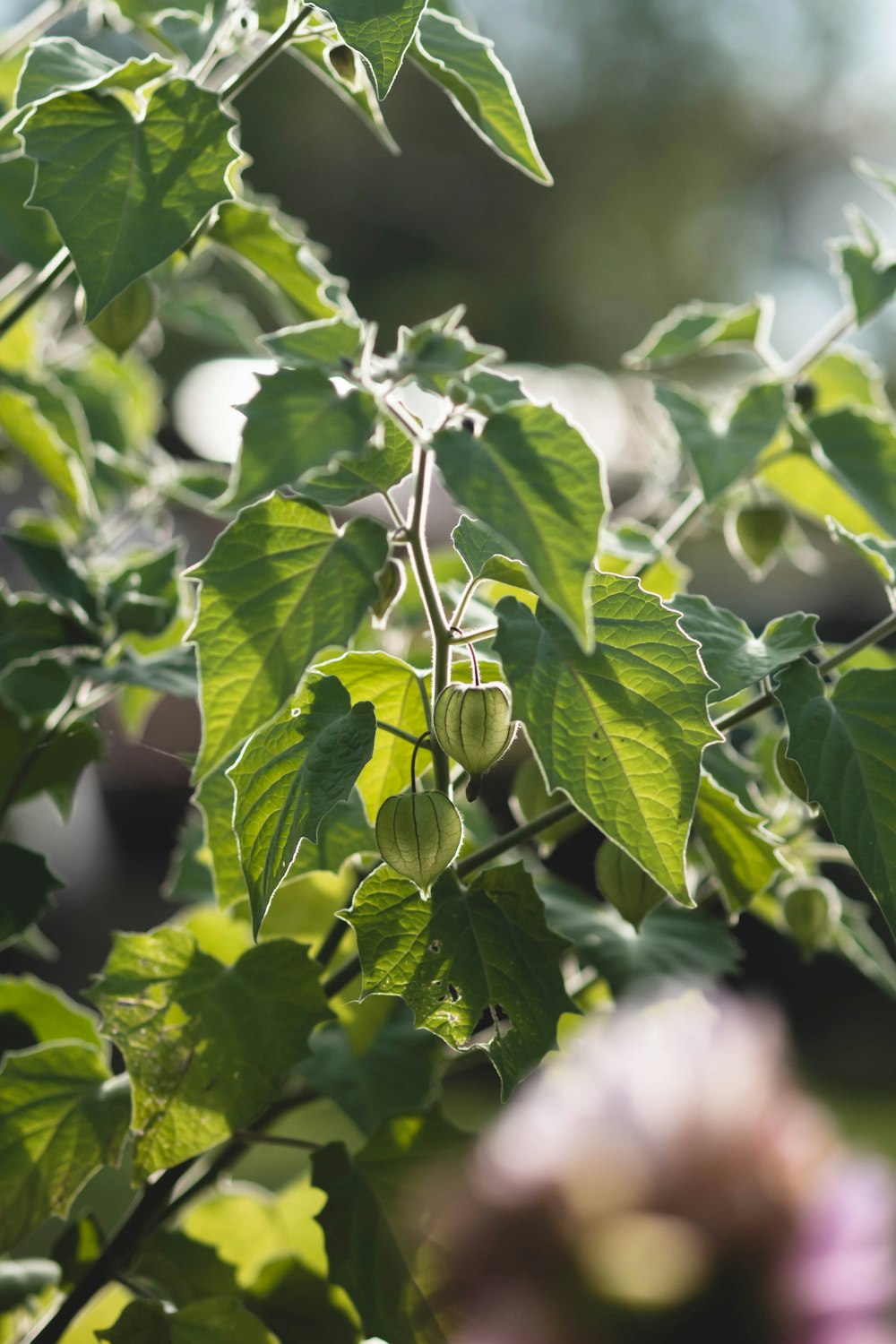 a close up of a tree with green leaves