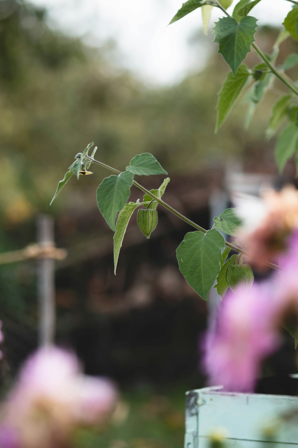 a close up of a plant with leaves and flowers in the background