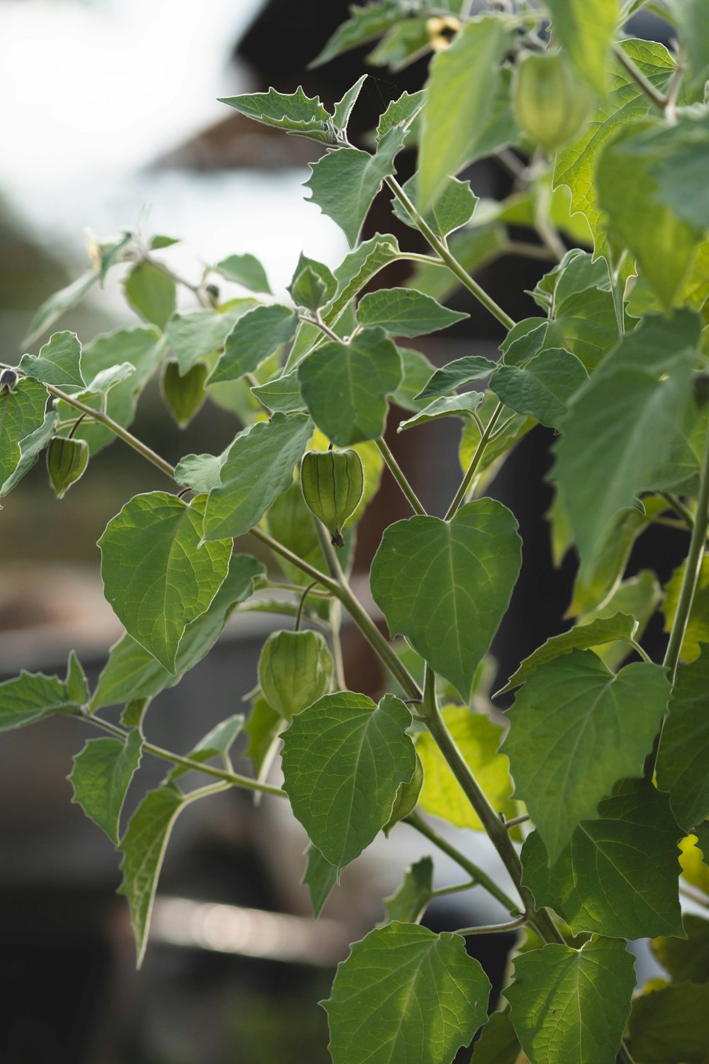 a close up of a green plant with leaves