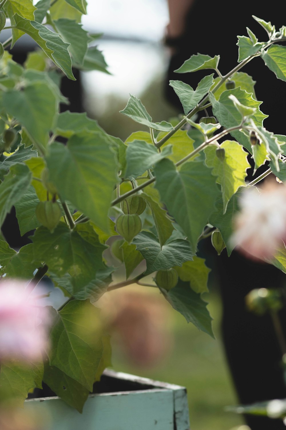 a close up of a plant with green leaves