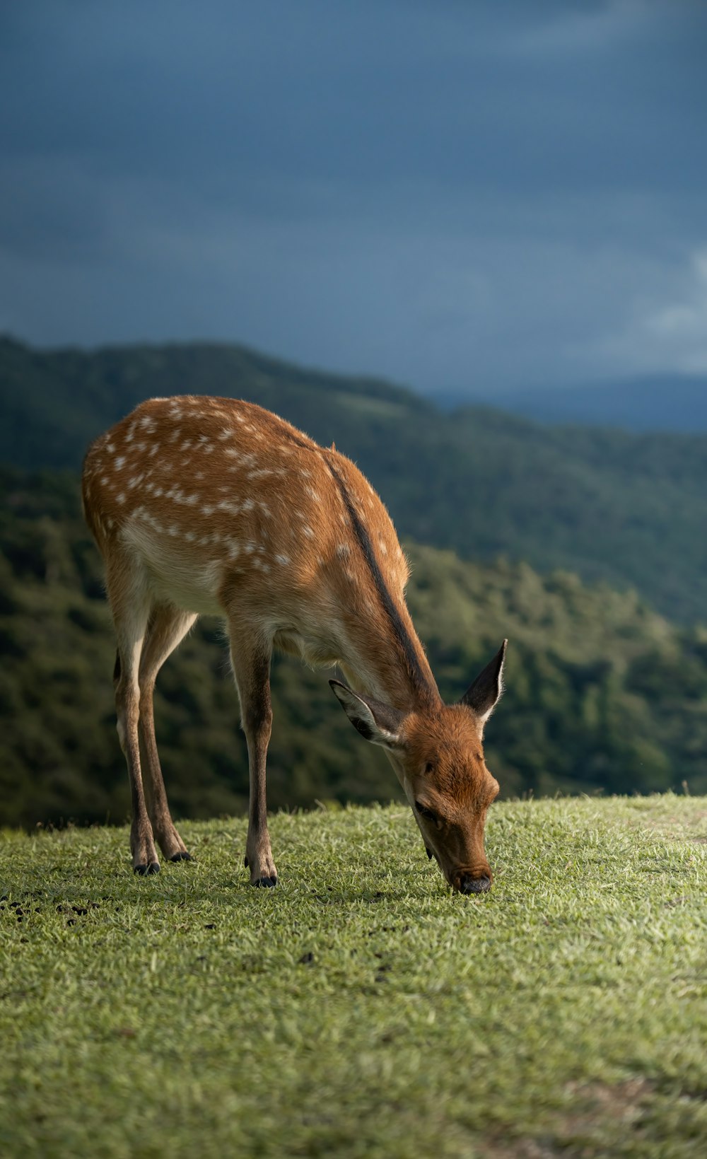 a deer eating grass in a field with mountains in the background