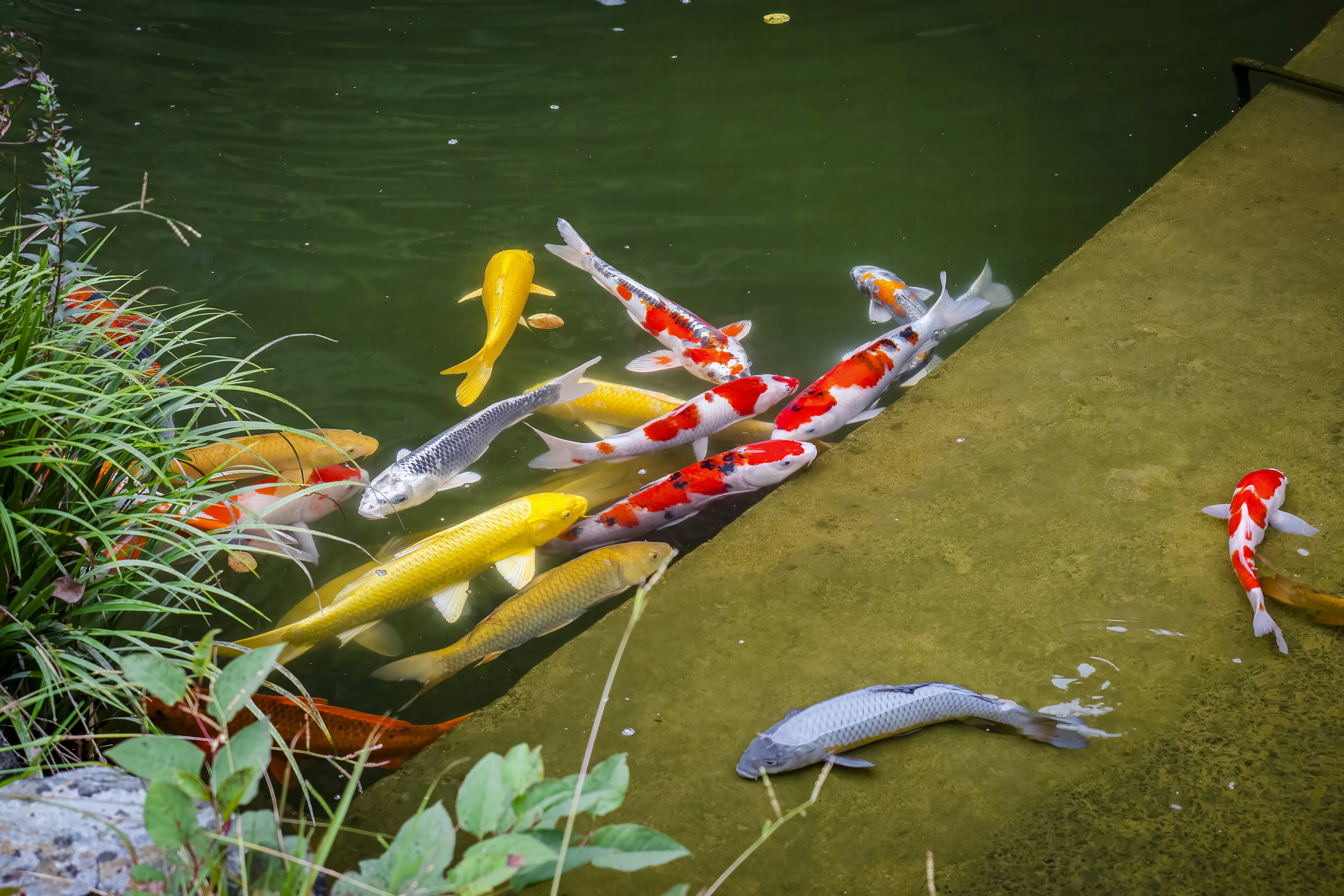 Um grupo de peixes koi nadando em uma lagoa foto – Imagem grátis sobre  Animal na Unsplash, image size:3000x2000