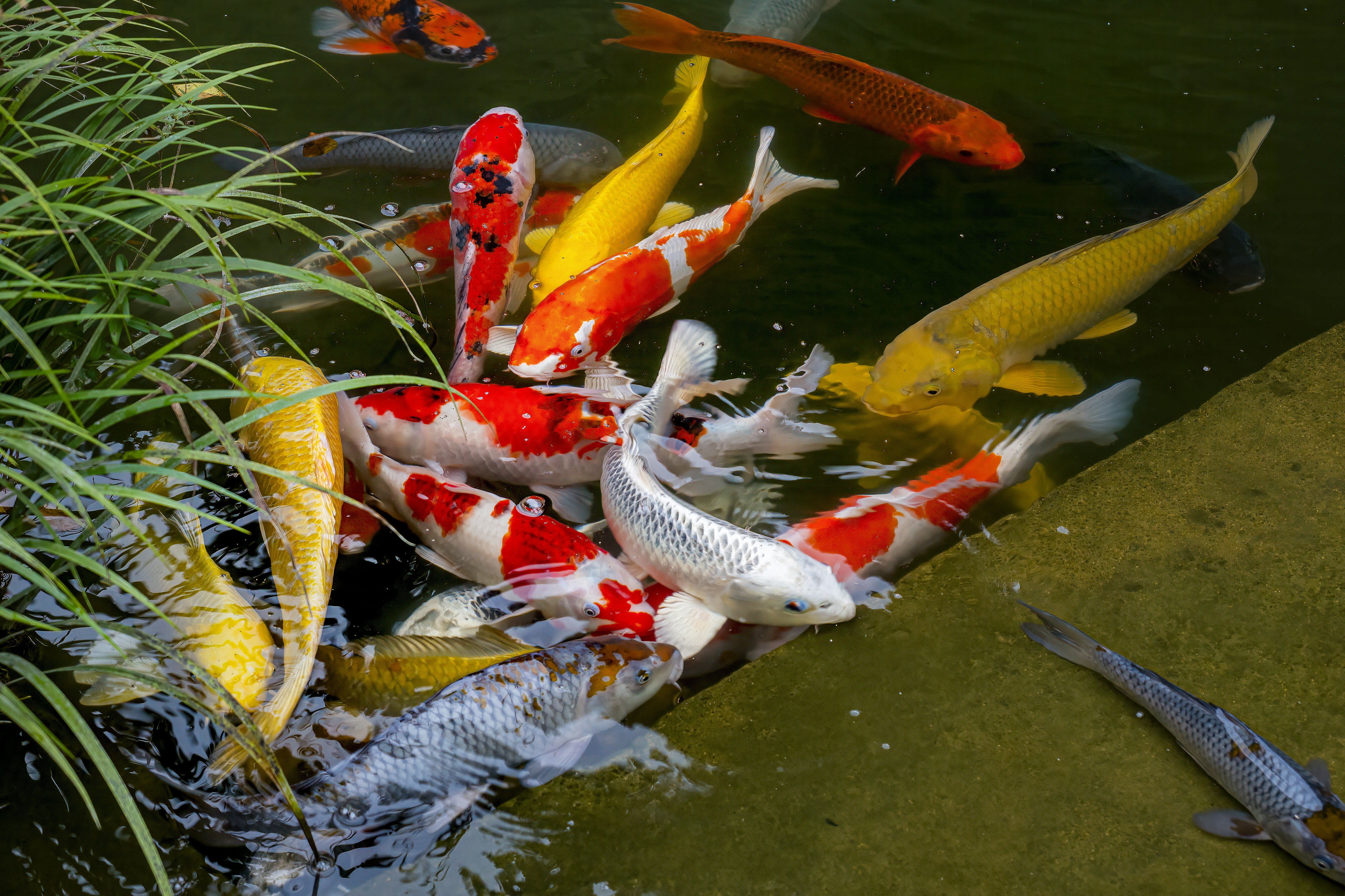 Fotografia De Peixe Koi Japones