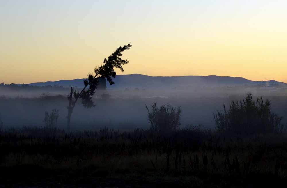 a foggy field with a tree in the foreground