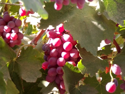 A sunlit vineyard with ripe grape clusters hanging from the vines ready for harvest.