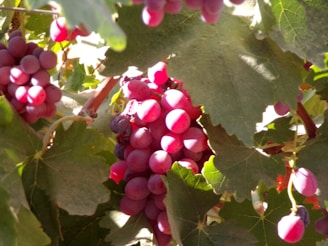 A sunlit vineyard with ripe grape clusters hanging from the vines ready for harvest.