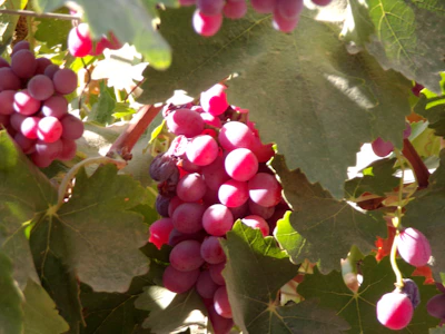 Clusters of juicy grapes ripening on a vine in a well-tended vineyard.