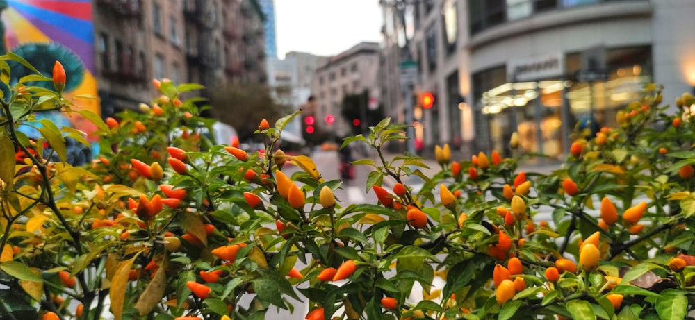 a bunch of orange peppers growing on a tree