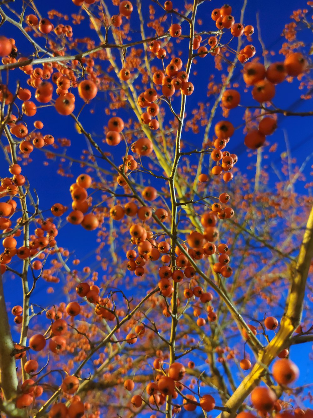 a close up of a tree with berries on it