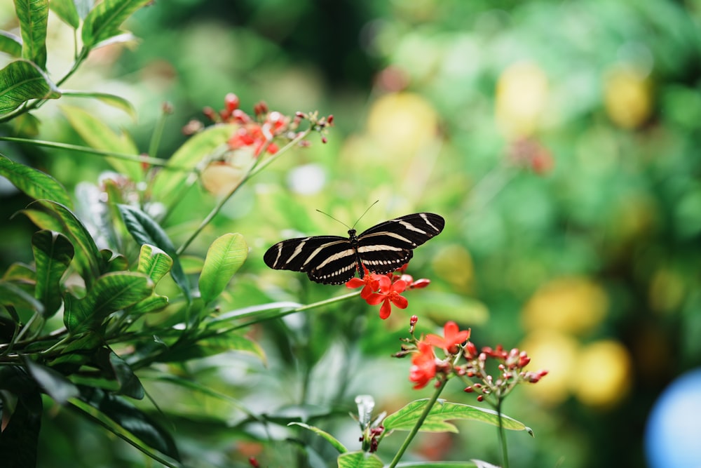 a black and white butterfly sitting on a red flower