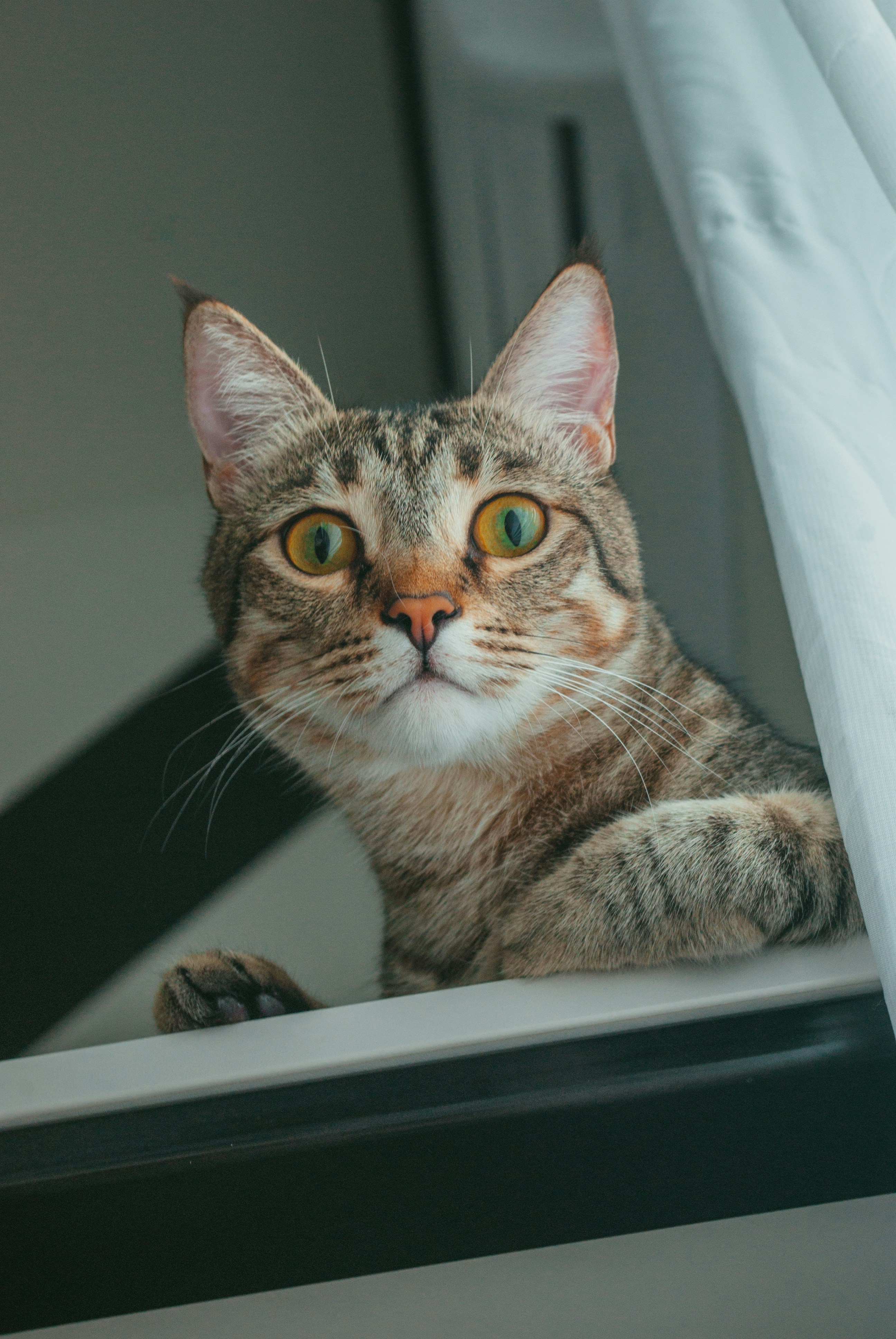 a cat sitting on a window sill looking out the window