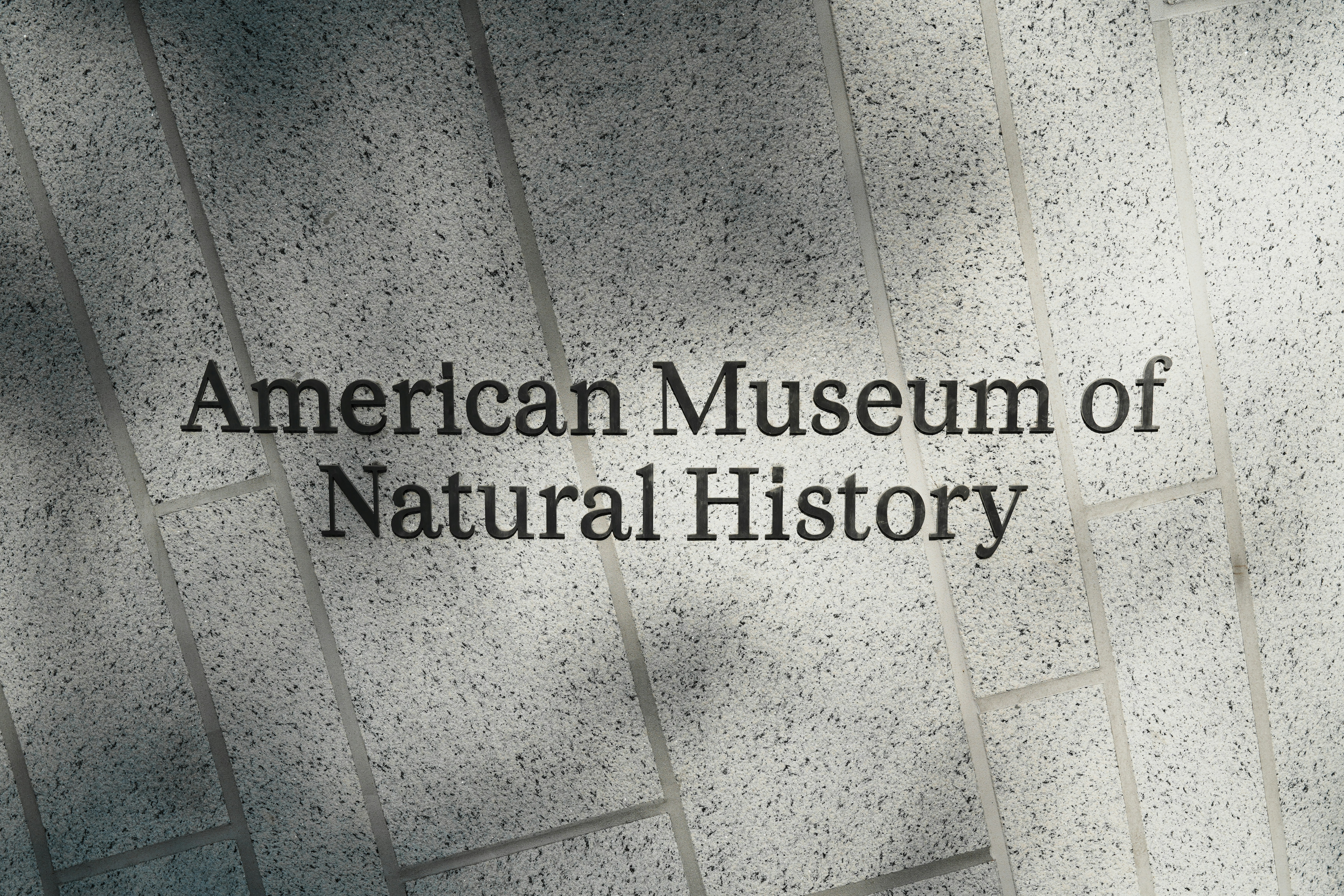 Experience the Magic of the Origami Christmas Tree at the American Museum of Natural History