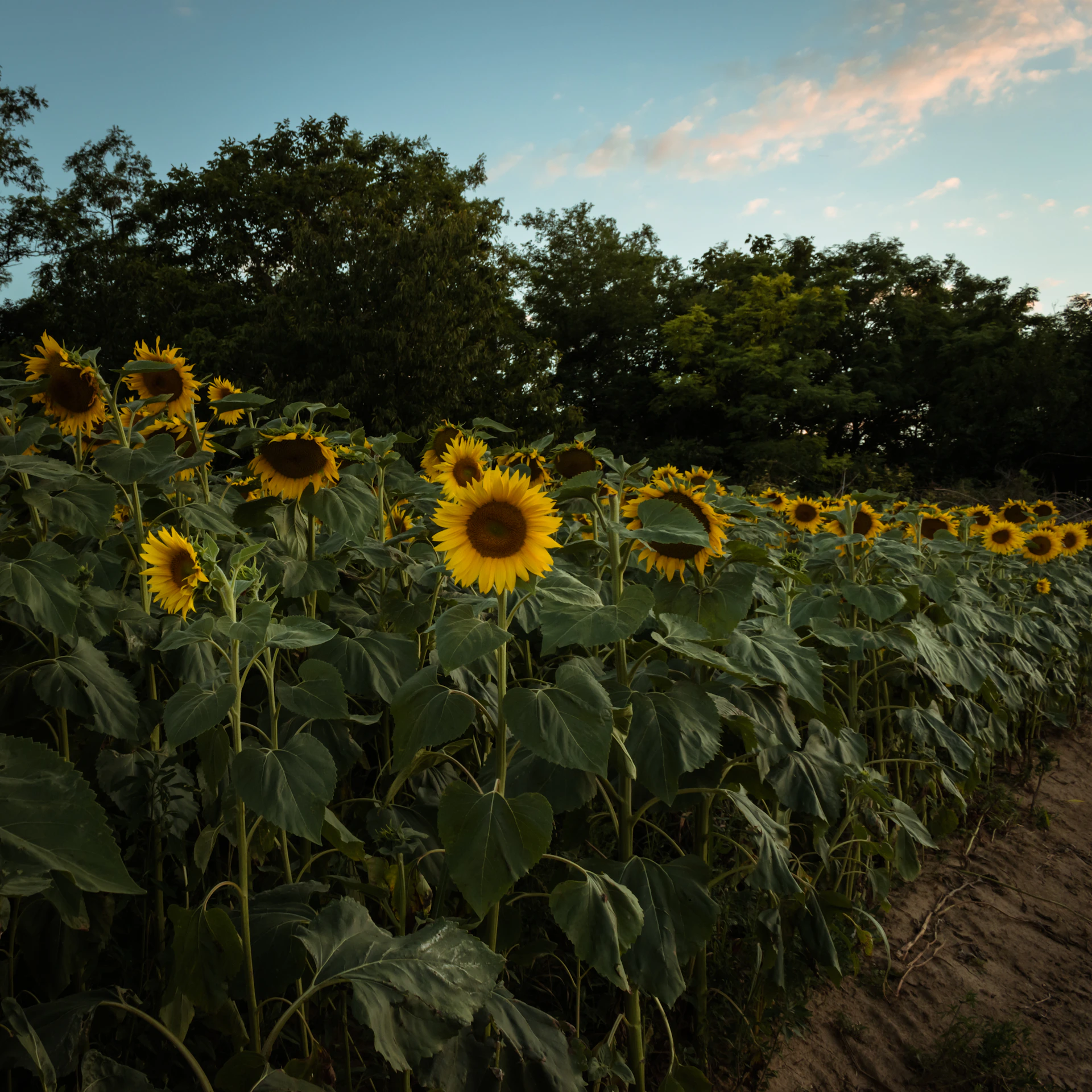 a field of sunflowers with trees in the background