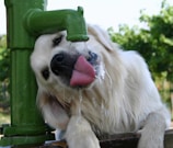 A fluffy, white dog eagerly drinks water from a green outdoor faucet. The dog's head is tilted, and its pink tongue is extended to catch the stream of water. The background features blurry greenery, suggesting a park or garden setting.