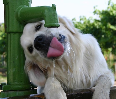 A fluffy, white dog eagerly drinks water from a green outdoor faucet. The dog's head is tilted, and its pink tongue is extended to catch the stream of water. The background features blurry greenery, suggesting a park or garden setting.
