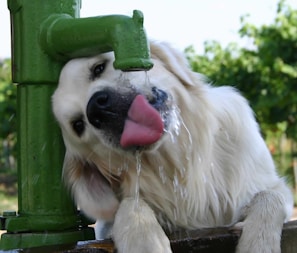 A fluffy, white dog eagerly drinks water from a green outdoor faucet. The dog's head is tilted, and its pink tongue is extended to catch the stream of water. The background features blurry greenery, suggesting a park or garden setting.