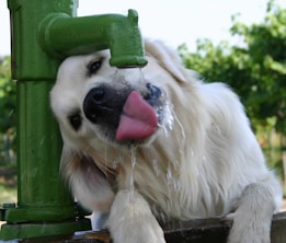 A fluffy, white dog eagerly drinks water from a green outdoor faucet. The dog's head is tilted, and its pink tongue is extended to catch the stream of water. The background features blurry greenery, suggesting a park or garden setting.
