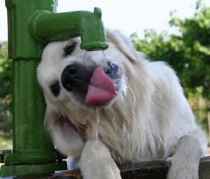 Pup Fountain Water Bowl
