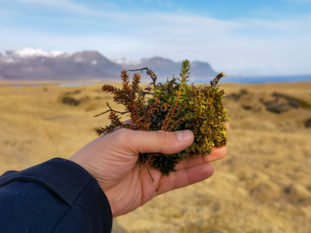 a person holding a plant in their hand