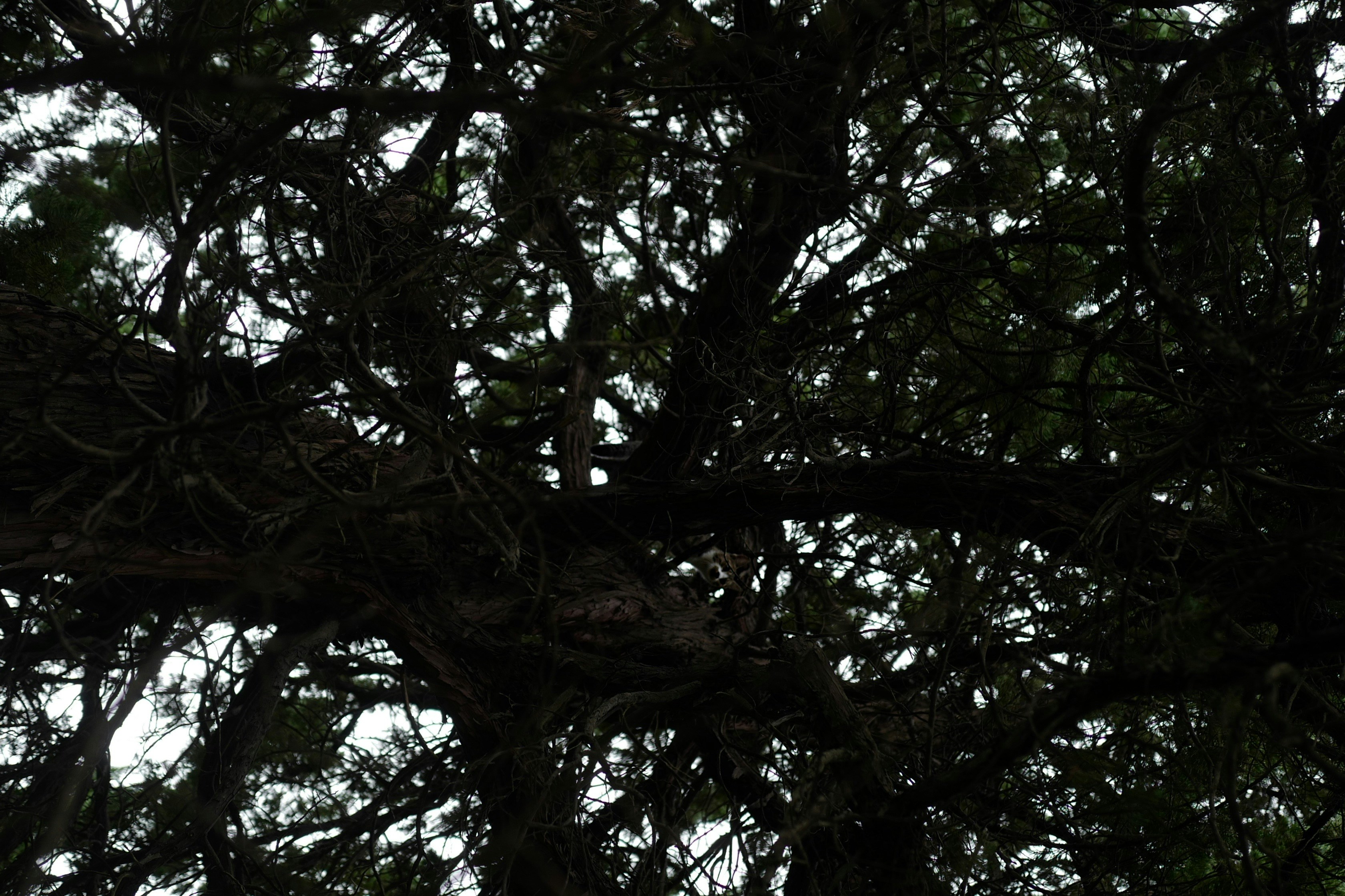 Photo by samyurt