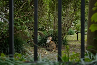 A happy cat exploring a safe outdoor enclosure surrounded by greenery.
