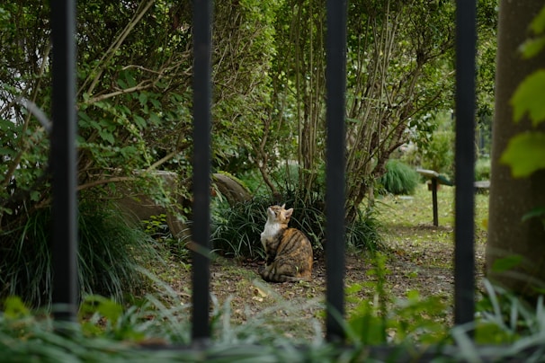 A happy cat exploring a safe outdoor enclosure surrounded by greenery.