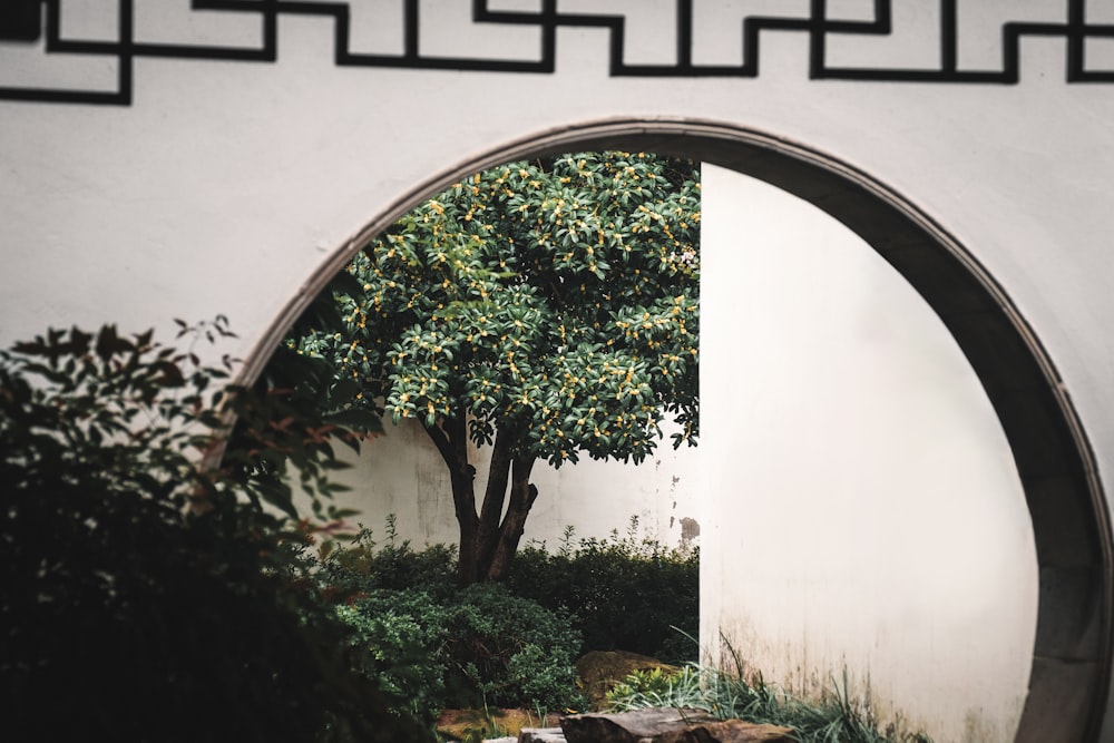 a view of a tree through a circular window