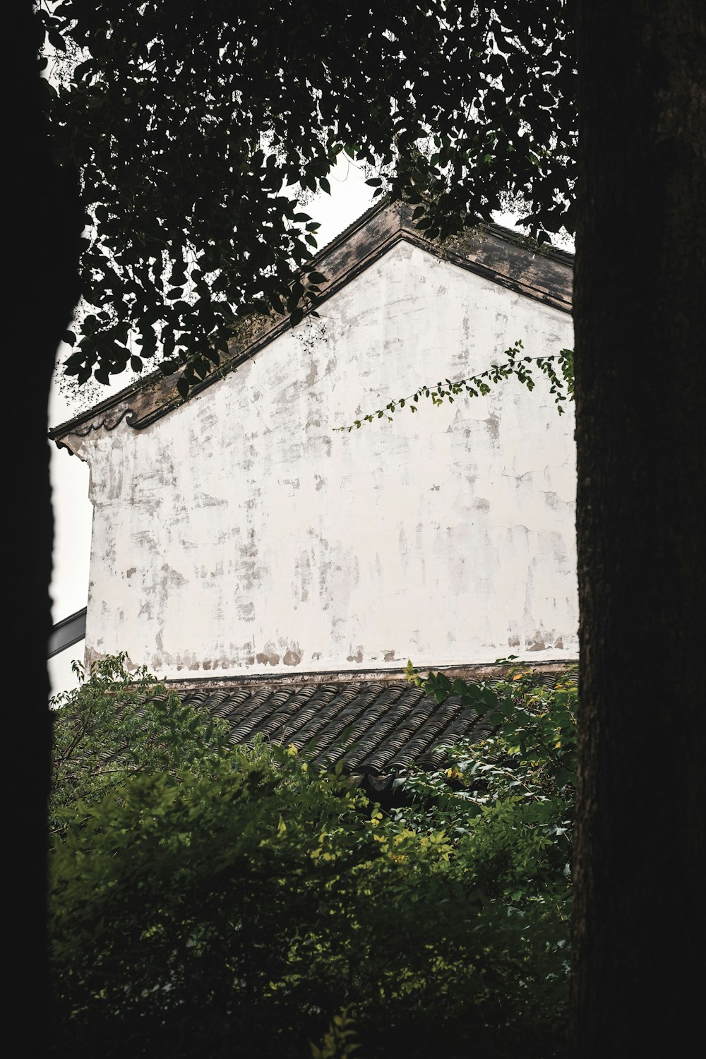 a white building with a tree in front of it