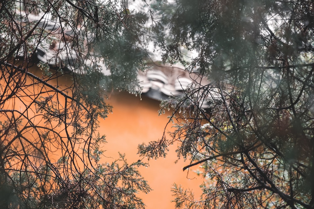 a view of a pond through the branches of a tree