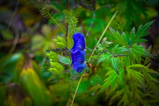 A vibrant blue flower blooms among lush green foliage. The petals are deep blue with a hint of purple, standing out against the bright green leaves and stems surrounding it. The image captures the intricate details of the leaves and the subtle textures of the flower petals.