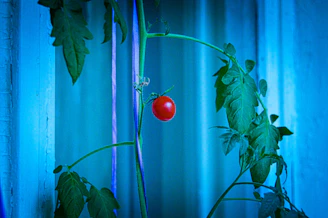 Close-up of a healthy tomato plant monitored by a Polysense sensor in a greenhouse.