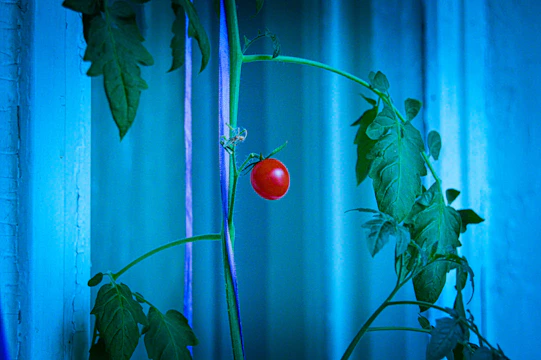 Close-up of a healthy tomato plant monitored by a Polysense sensor in a greenhouse.