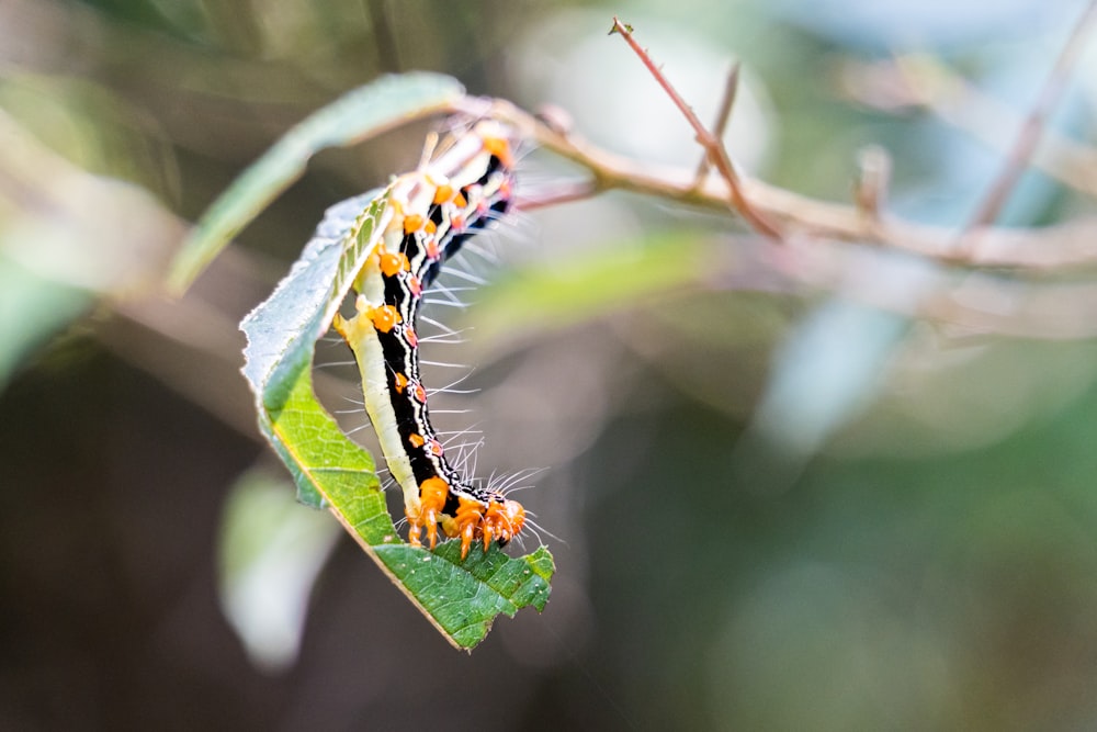 Nahaufnahme einer Raupe auf einem Blatt