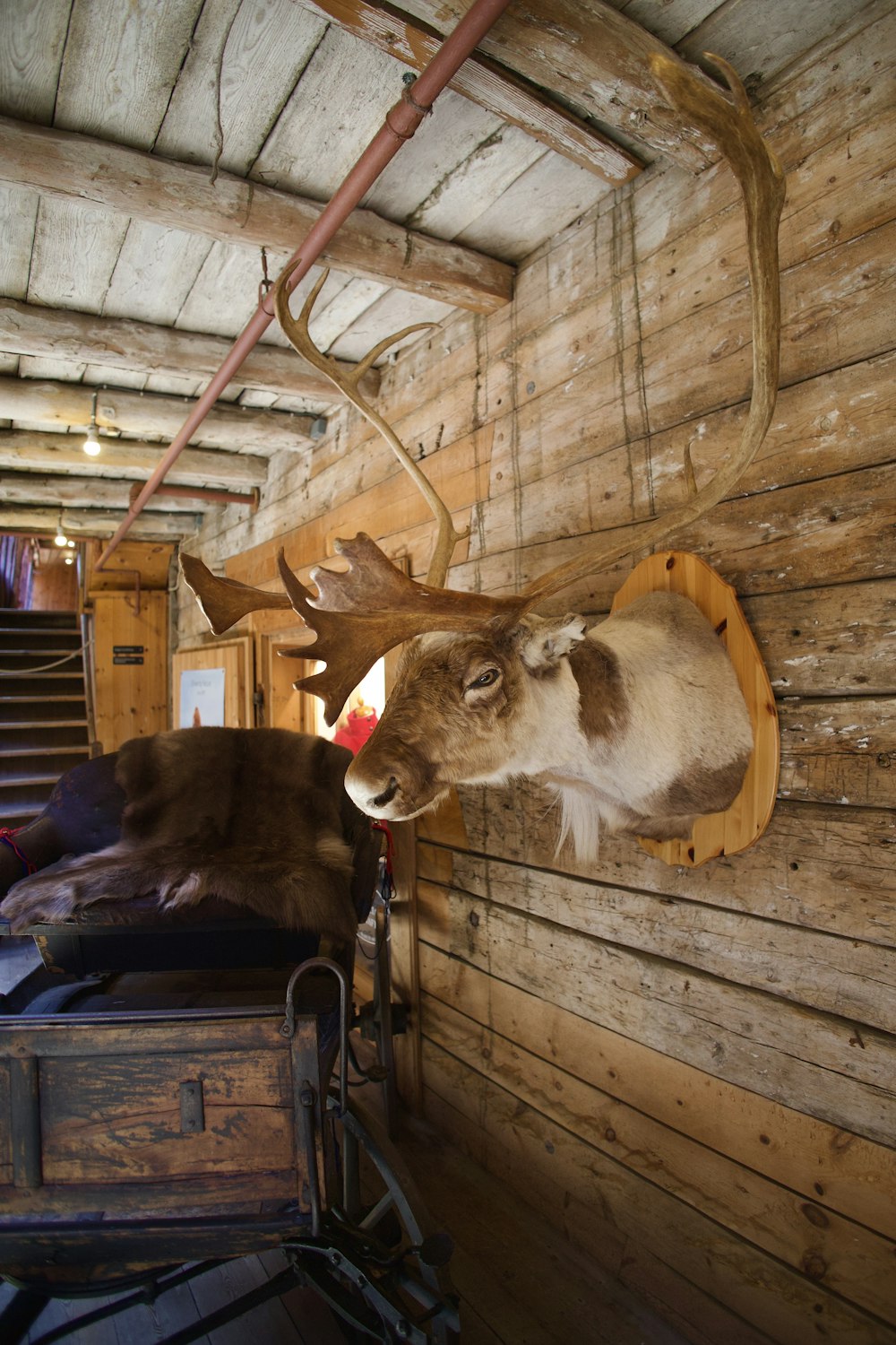 a deer head mounted to the side of a wooden wall